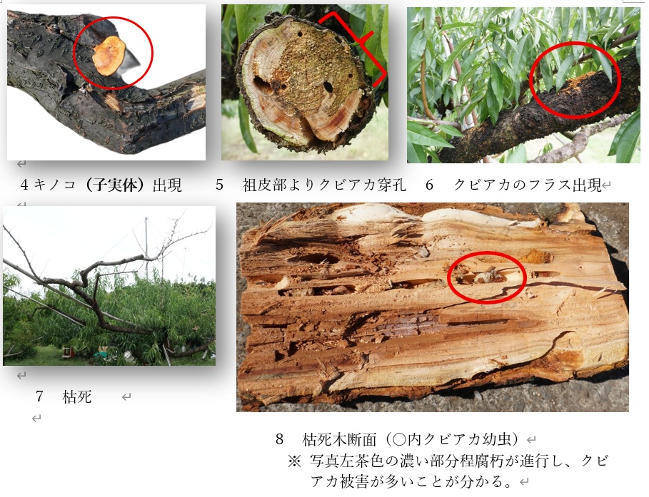 3.果樹を枯らす負の連鎖の流れ 2